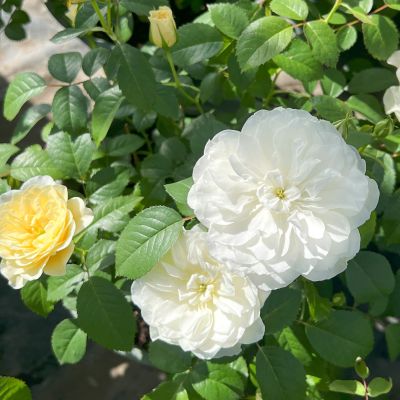 新商品・追加入荷 | バラ苗の通販の篠宮バラ園