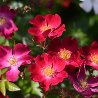 新商品・追加入荷 | バラ苗の通販の篠宮バラ園