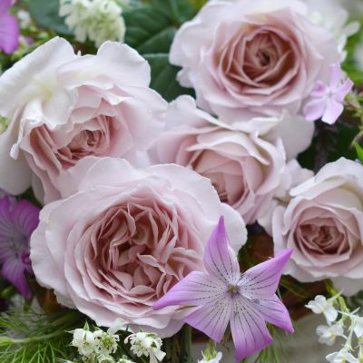 薄いピンク | 篠宮バラ園