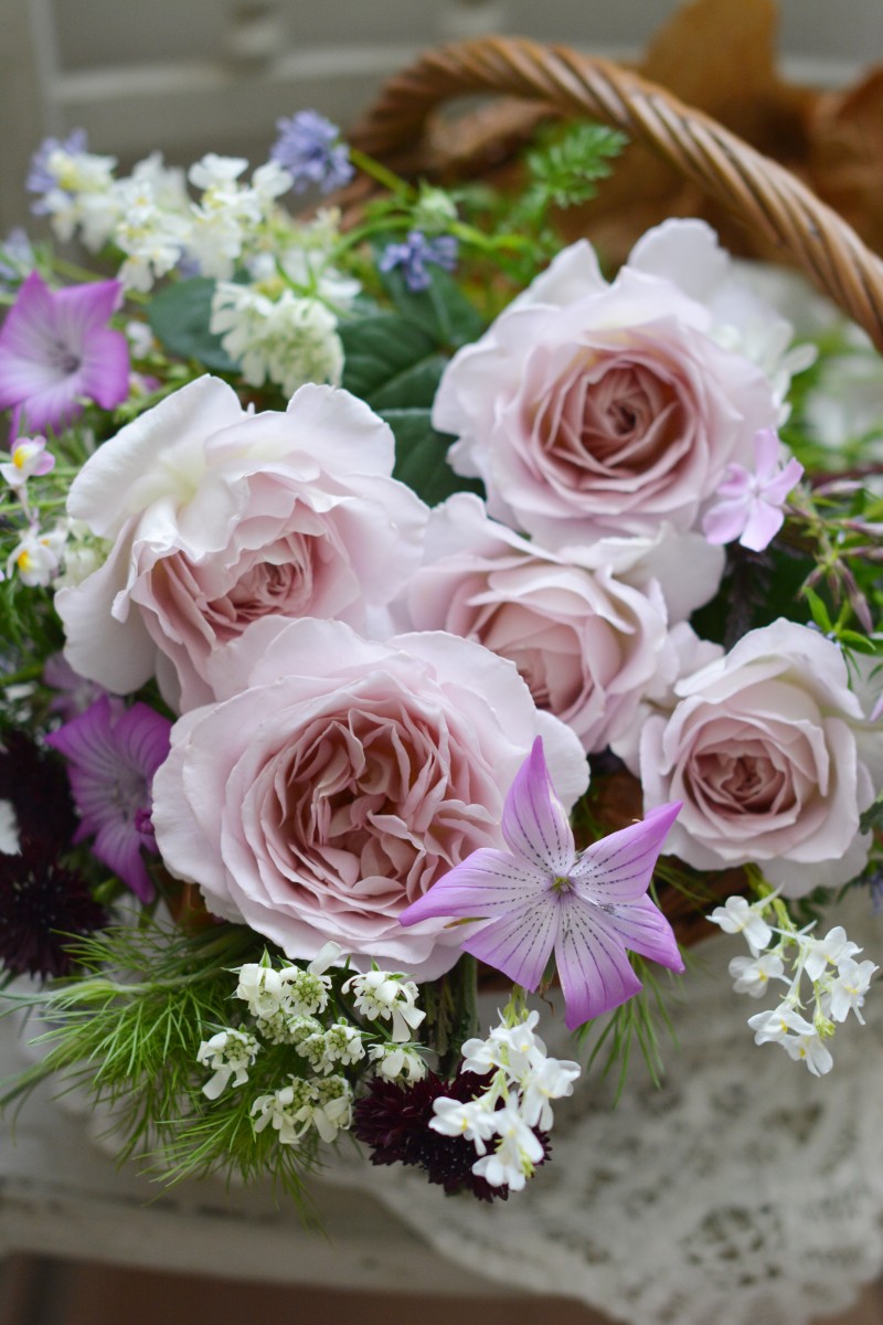 タフタ｜バラ苗の通販の篠宮バラ園