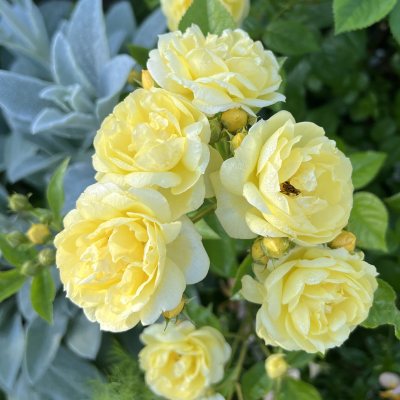 新商品・追加入荷 | バラ苗の通販の篠宮バラ園