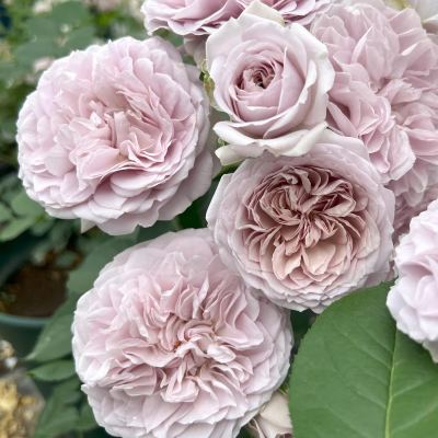 薄い紫 | 篠宮バラ園