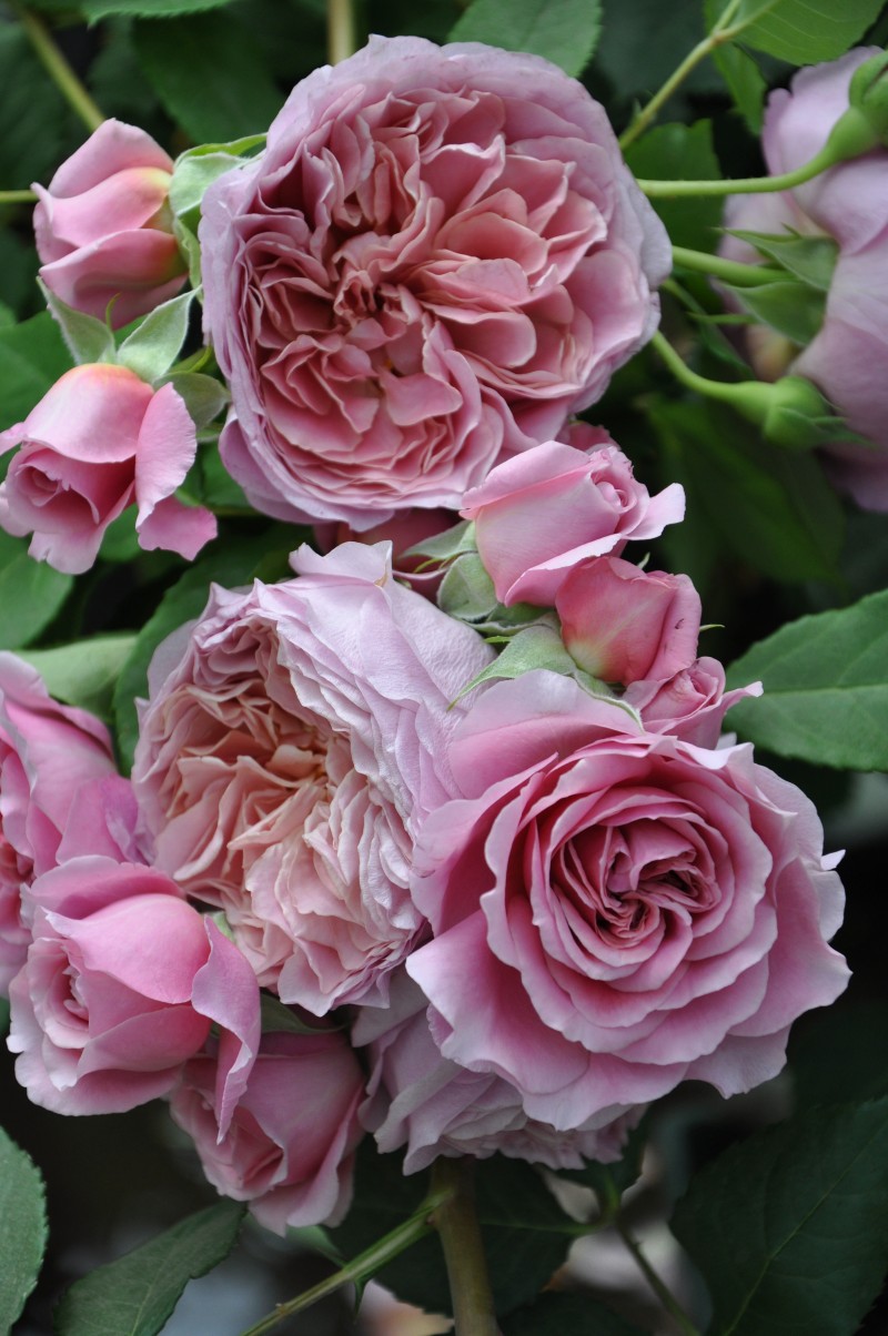 ローブ ア ラ フランセーズ｜バラ苗の通販の篠宮バラ園