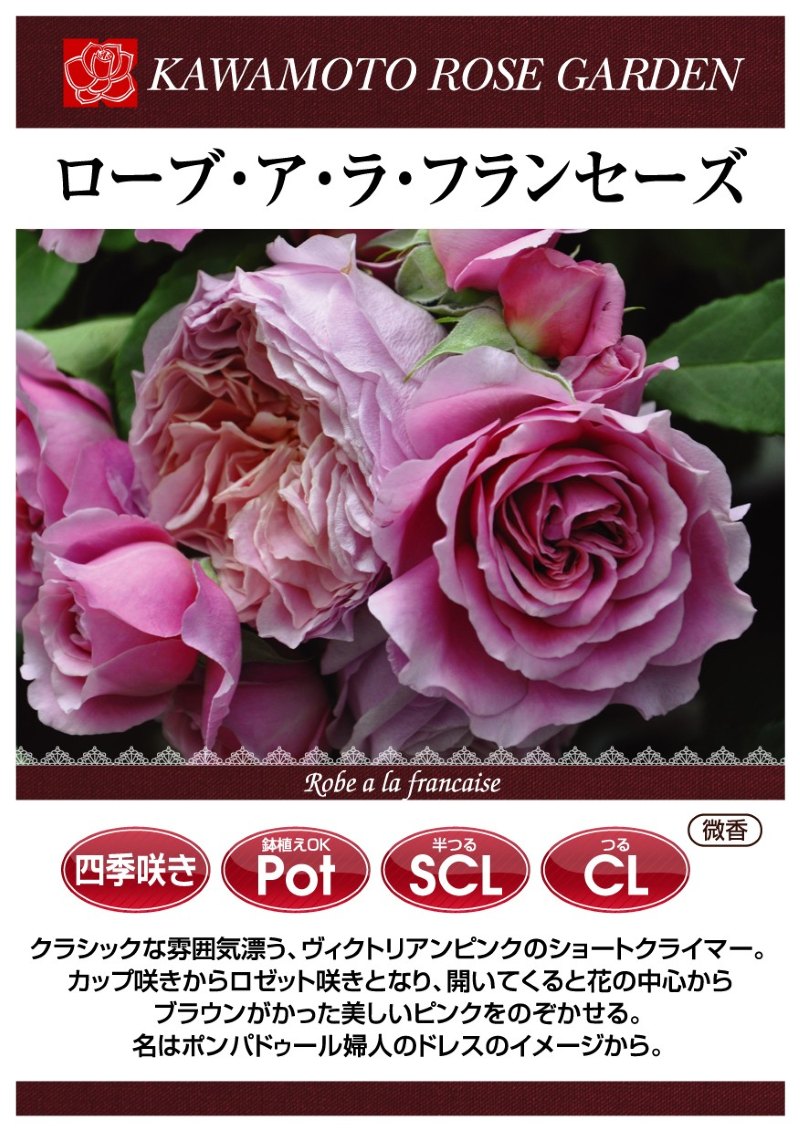 ローブ ア ラ フランセーズ｜バラ苗の通販の篠宮バラ園