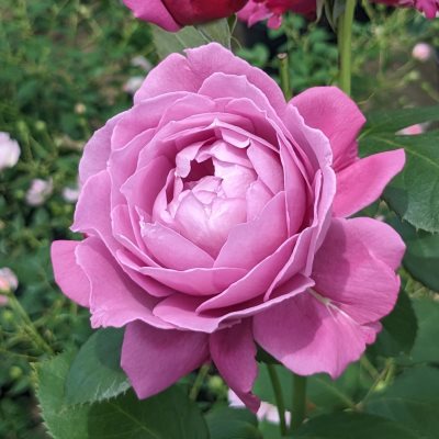 フロリバンダ（四季咲き中輪） | 篠宮バラ園