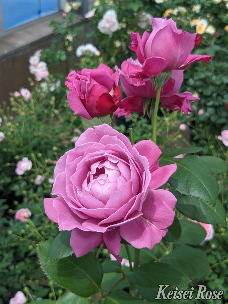 恋いづな こいいづな｜バラ苗の通販の篠宮バラ園