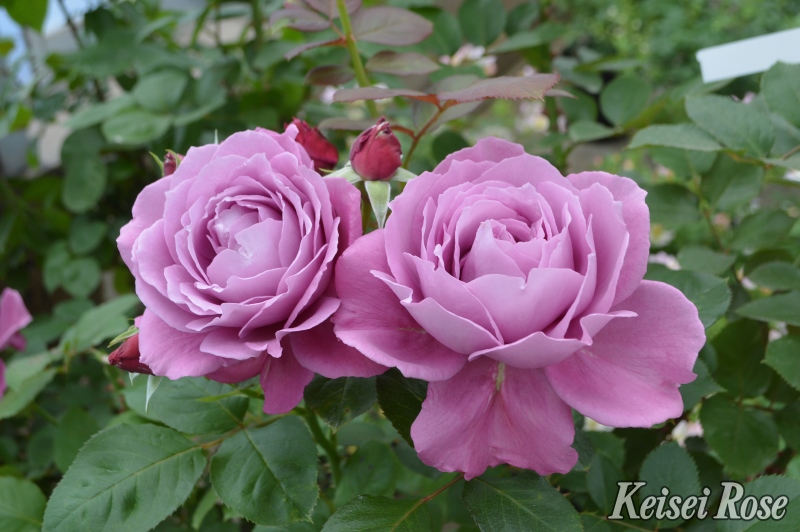 恋いづな こいいづな｜バラ苗の通販の篠宮バラ園