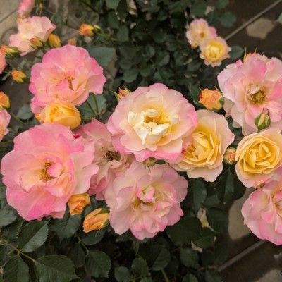 新商品・追加入荷 | バラ苗の通販の篠宮バラ園