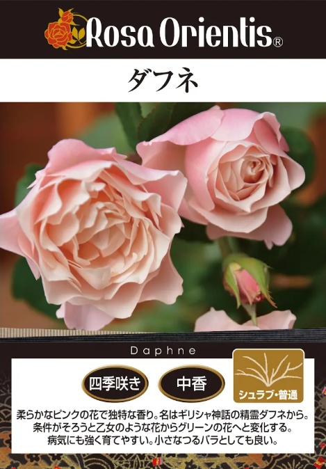 ダフネ ｜バラ苗の通販の篠宮バラ園