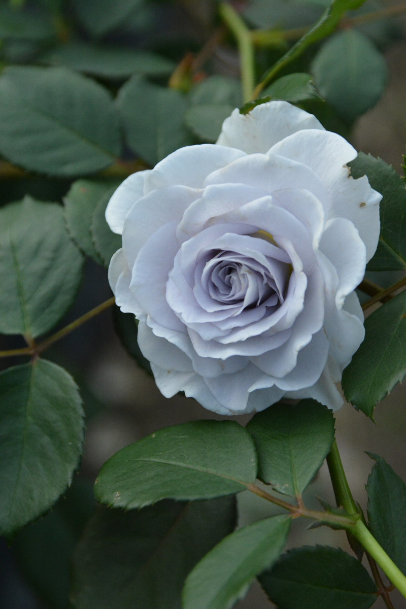 ブルー グラビティー｜バラ苗の通販の篠宮バラ園