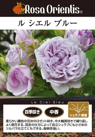 ル シエル ブルー｜バラ苗の通販の篠宮バラ園