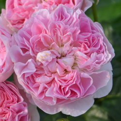 ピンク | 篠宮バラ園