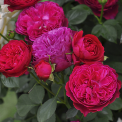 フレーズ｜バラ苗の通販の篠宮バラ園