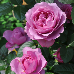 【7号鉢2年生苗】シュリンクス