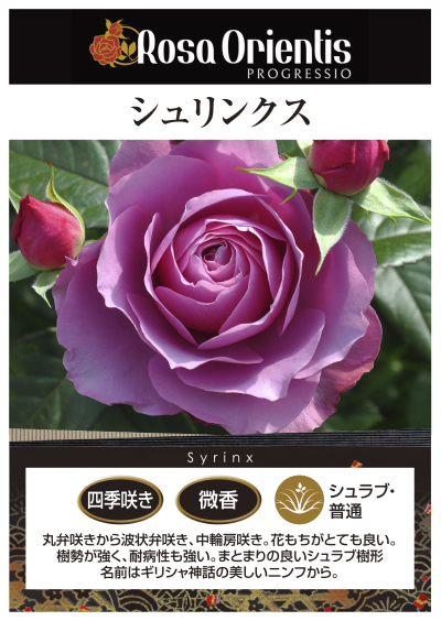 バラのが売れるのか？　計20箱！！シュリンク全て◎ バラのが売れるのか？ 計20箱！！シュリンク全て◎