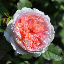 【7号鉢2年生苗】トロイメライ