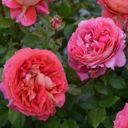 フレーズ｜バラ苗の通販の篠宮バラ園