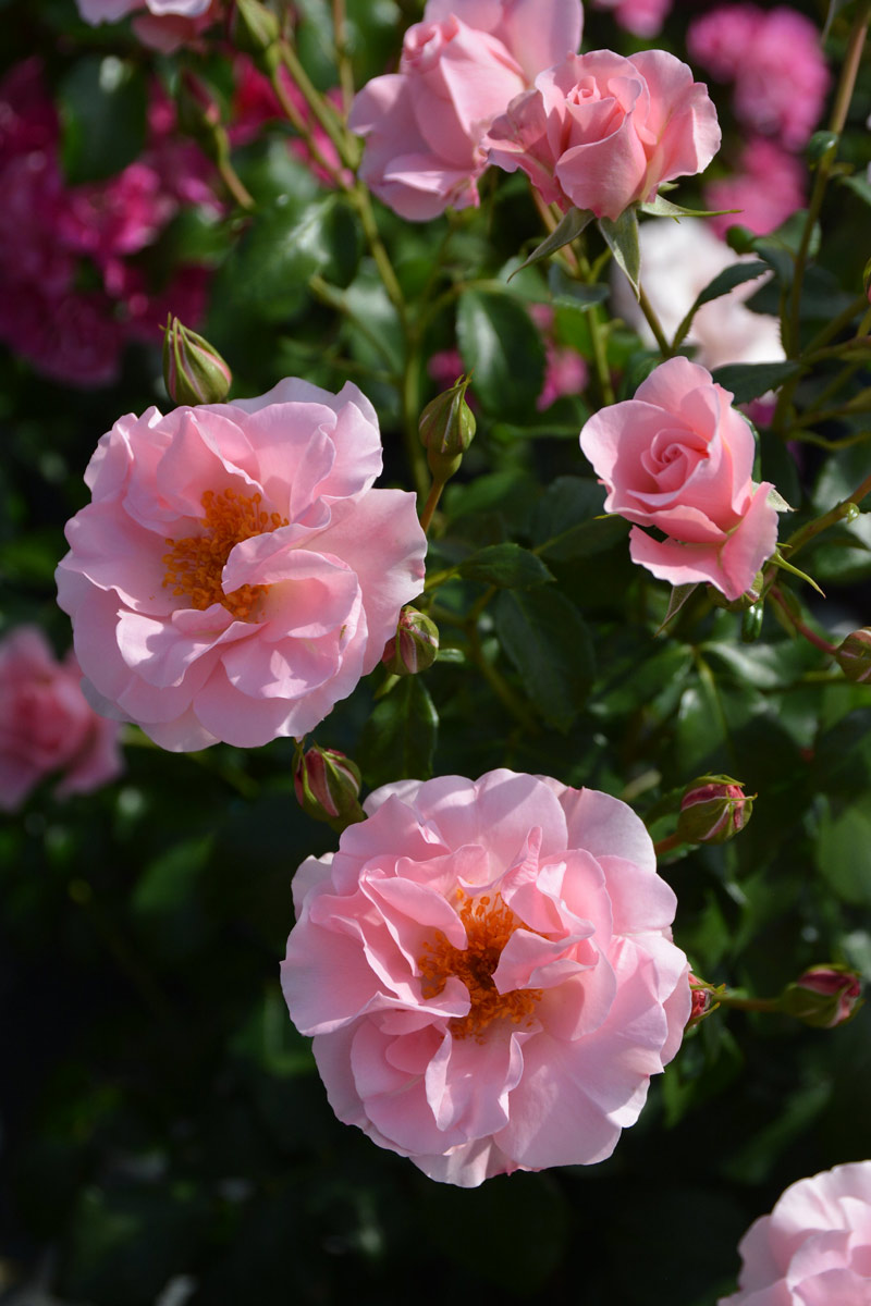 リサリサ｜バラ苗の通販の篠宮バラ園