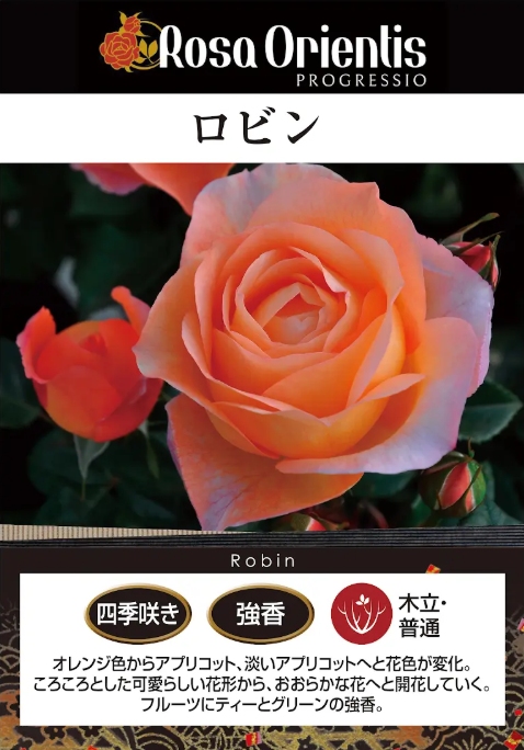 ロビン｜バラ苗の通販の篠宮バラ園