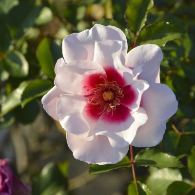 ロサ・オリエンティス（日） | 篠宮バラ園