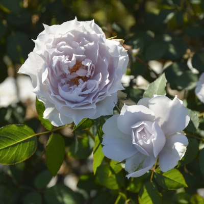 病気に強い | 篠宮バラ園