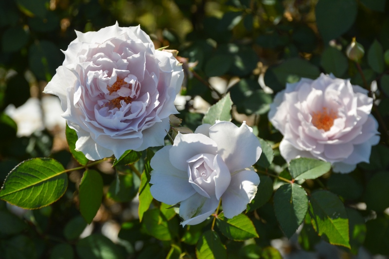 ザ セレスティアル｜バラ苗の通販の篠宮バラ園