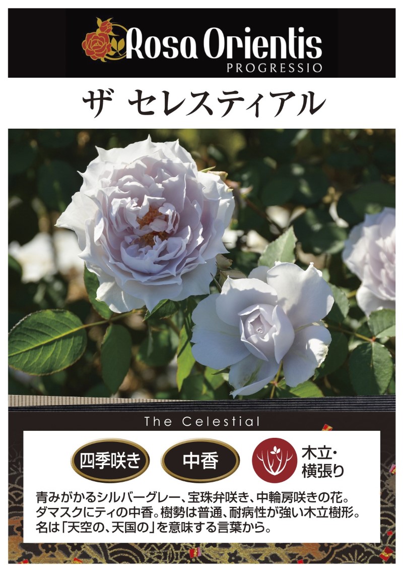 ザ セレスティアル｜バラ苗の通販の篠宮バラ園