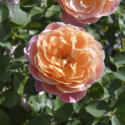 ロサ・オリエンティス（日） | 篠宮バラ園