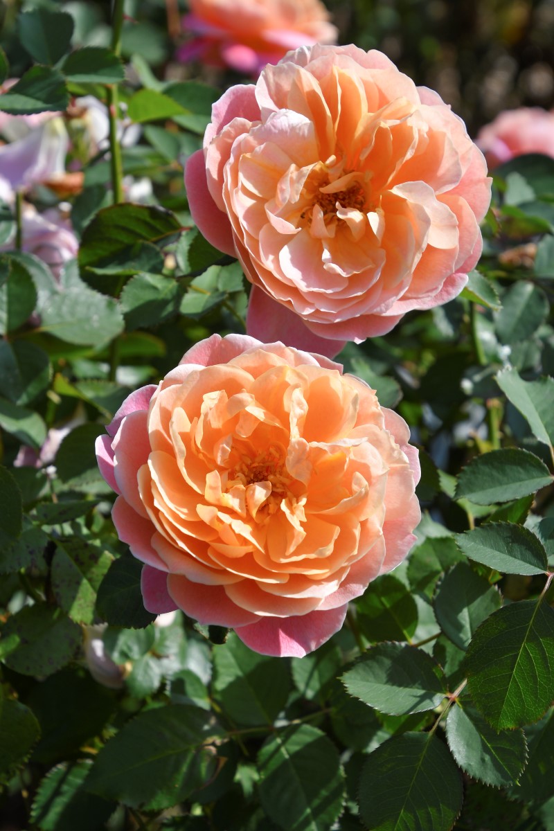 タペストリー｜バラ苗の通販の篠宮バラ園