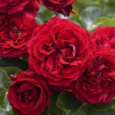 【7号鉢2年生苗】プランタジネット