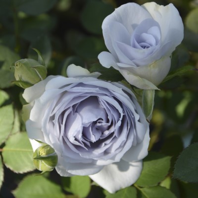 ロサ・オリエンティス（日） | 篠宮バラ園