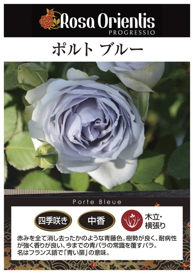 ポルト ブルー – はなはなショップ