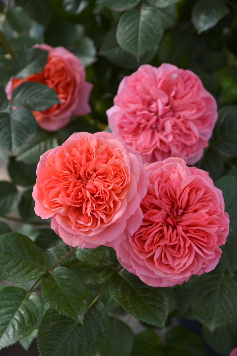 ライフ｜バラ苗の通販の篠宮バラ園