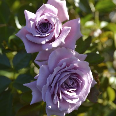 purinR様ご確認用初心者さん◎バラ苗 プティルージュ苗♪つるバラ苗♪挿し木苗 purinR様ご確認用初心者さん◎バラ苗 プティルージュ苗♪つるバラ