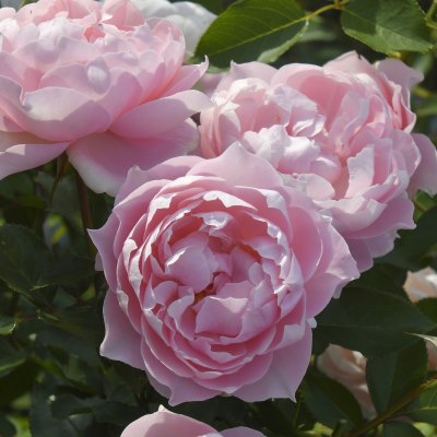 病気に強い | 篠宮バラ園