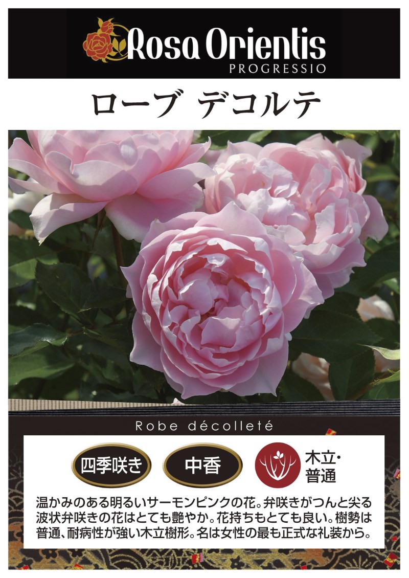 ローブ デ コルテ｜バラ苗の通販の篠宮バラ園