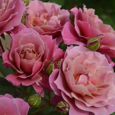 ピンク | 篠宮バラ園