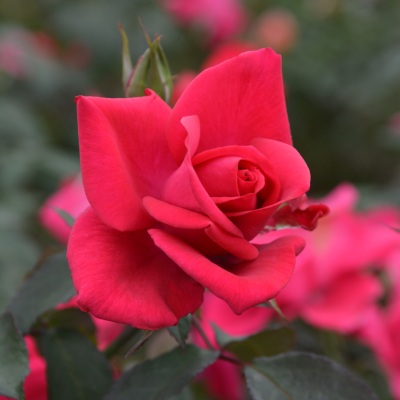 新商品・追加入荷 | バラ苗の通販の篠宮バラ園