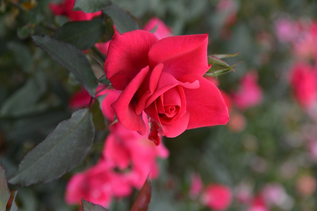 インセプション｜バラ苗の通販の篠宮バラ園