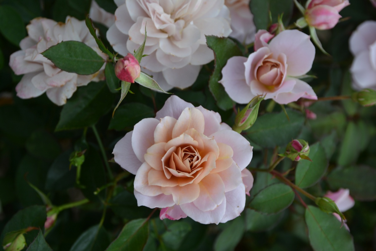 うののさらら｜バラ苗の通販の篠宮バラ園