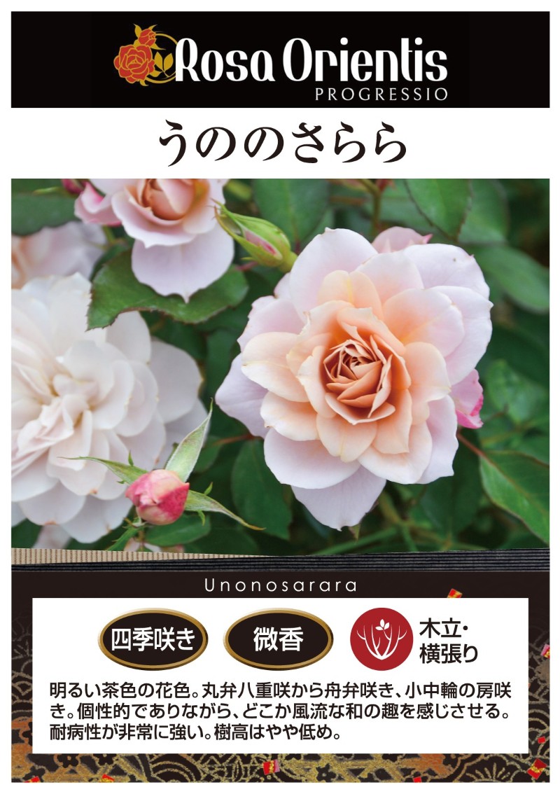 うののさらら｜バラ苗の通販の篠宮バラ園