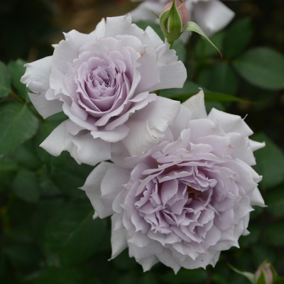 新商品・追加入荷 | バラ苗の通販の篠宮バラ園