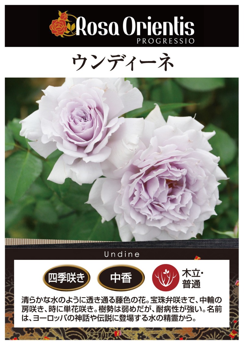 ウンディーネ｜バラ苗の通販の篠宮バラ園