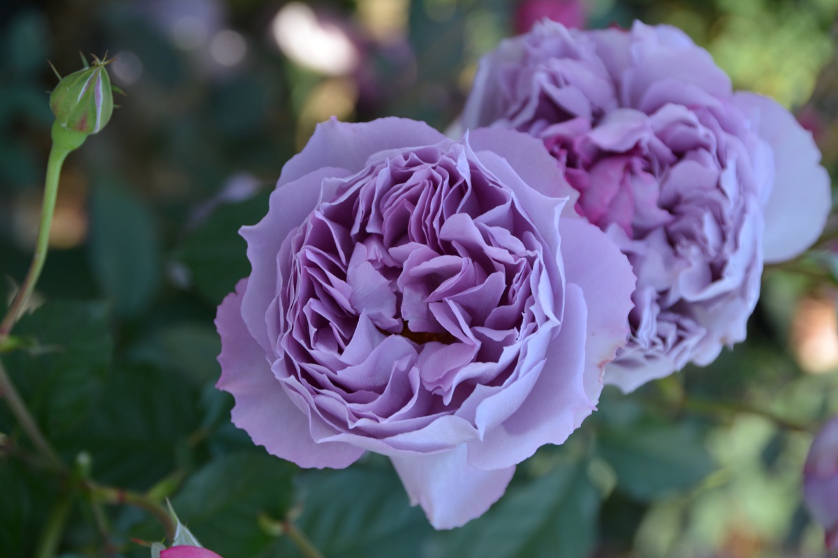 エリザベート｜バラ苗の通販の篠宮バラ園