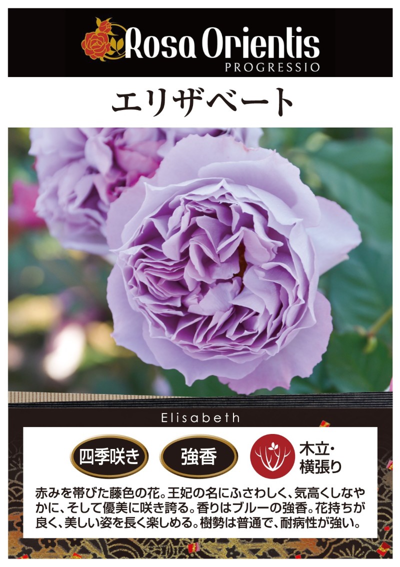 エリザベート｜バラ苗の通販の篠宮バラ園