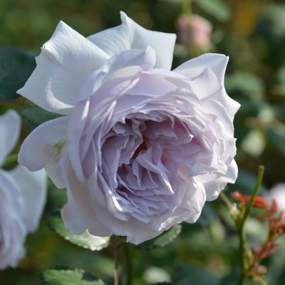 新商品・追加入荷 | バラ苗の通販の篠宮バラ園