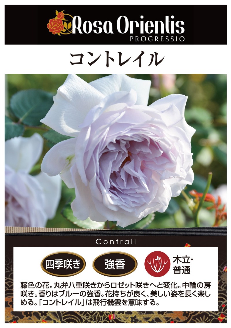コントレイル｜バラ苗の通販の篠宮バラ園