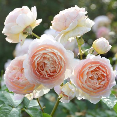 新商品・追加入荷 | バラ苗の通販の篠宮バラ園