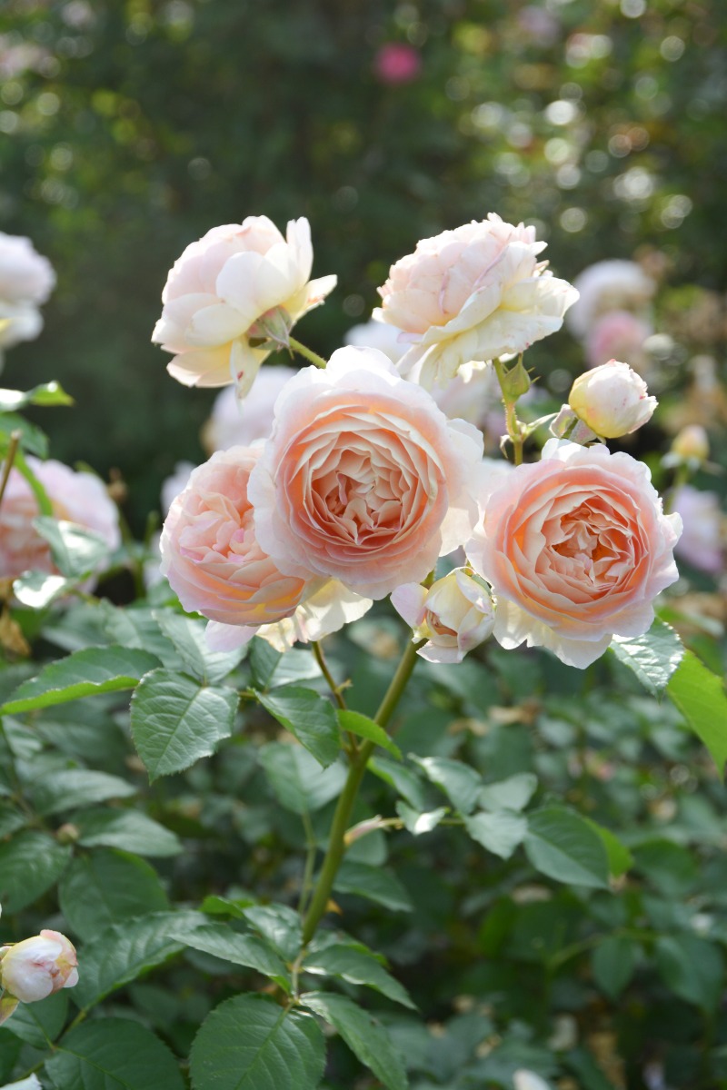 サ シェ｜バラ苗の通販の篠宮バラ園