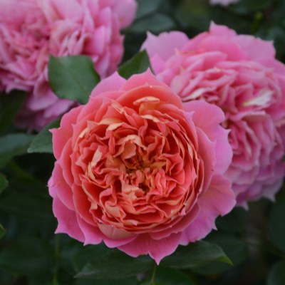 ピンク | 篠宮バラ園